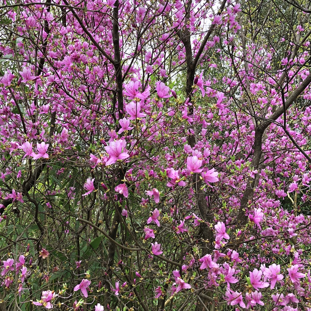 ツツジ ムラサキヤシオ 3