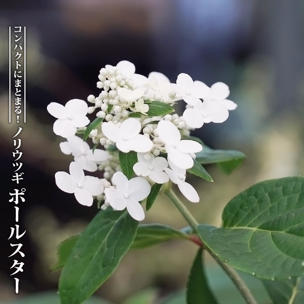 ノリウツギの通販 苗木部 By 花ひろばオンライン