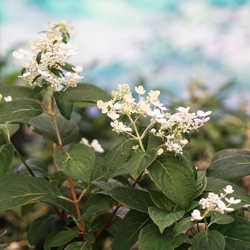 ノリウツギ ポールスター 1