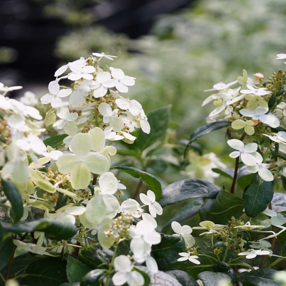 ノリウツギの通販 苗木部 By 花ひろばオンライン