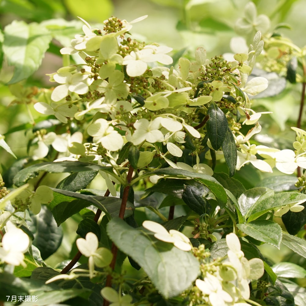 ノリウツギの通販 苗木部 By 花ひろばオンライン