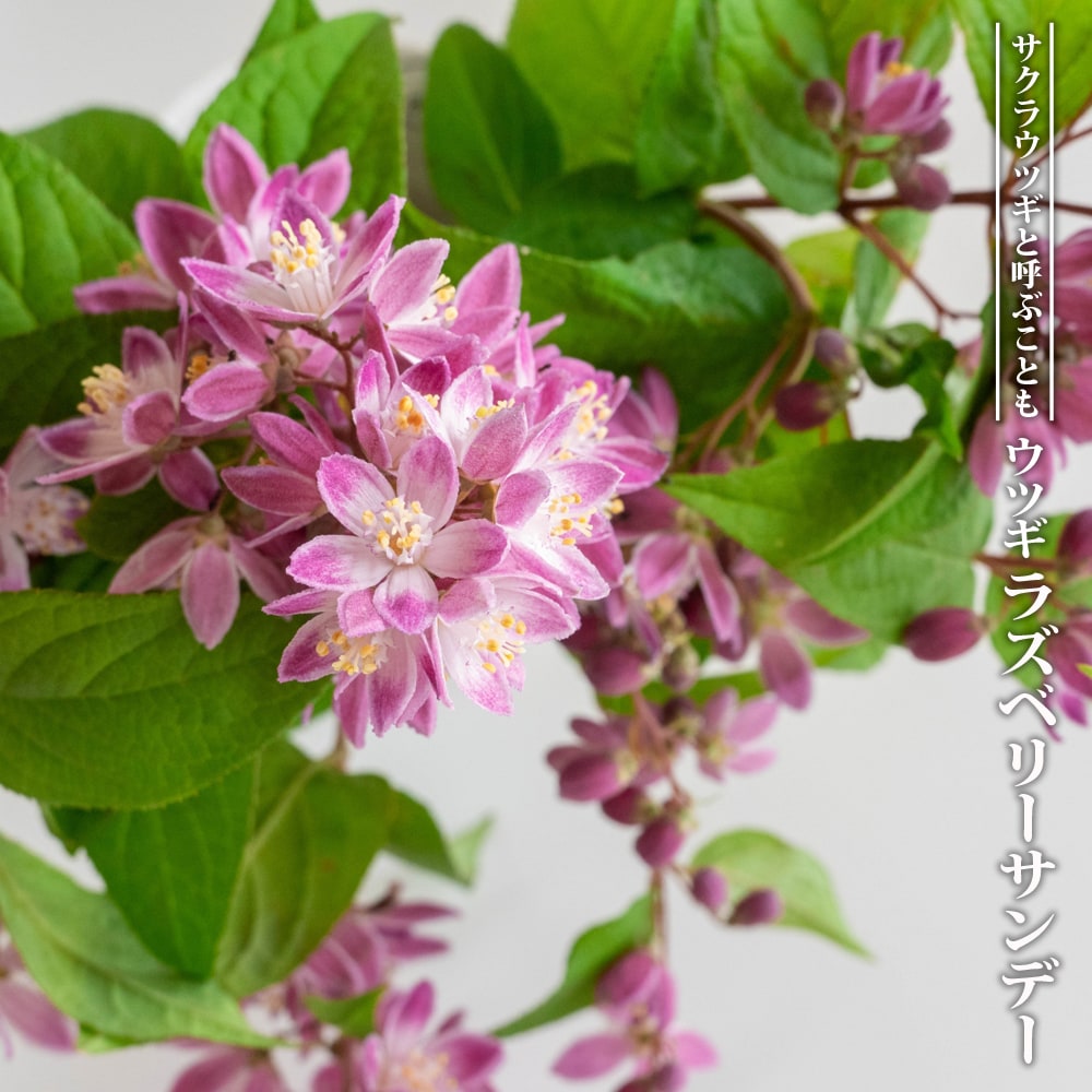 ウツギ ラズベリーサンデー 