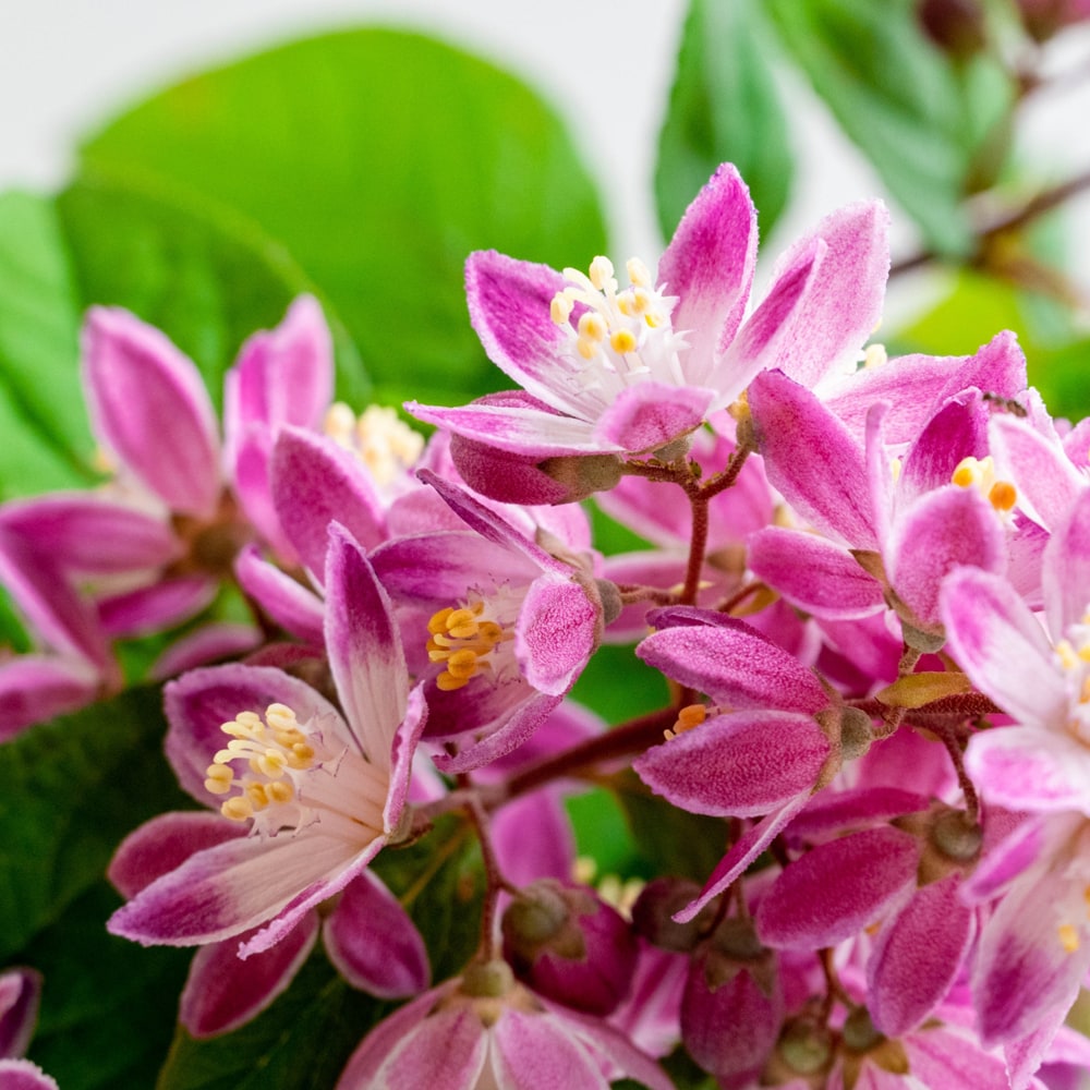 ウツギ ラズベリーサンデー 1