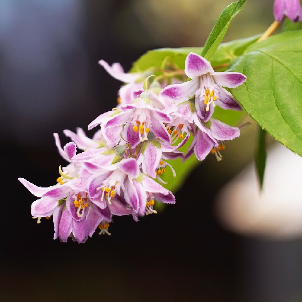 ウツギ ラズベリーサンデー 2