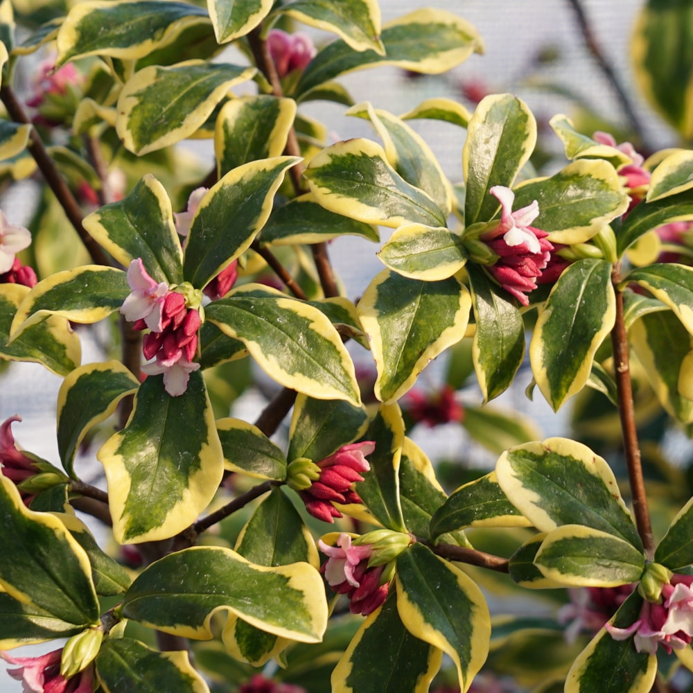 ジンチョウゲ 前島 