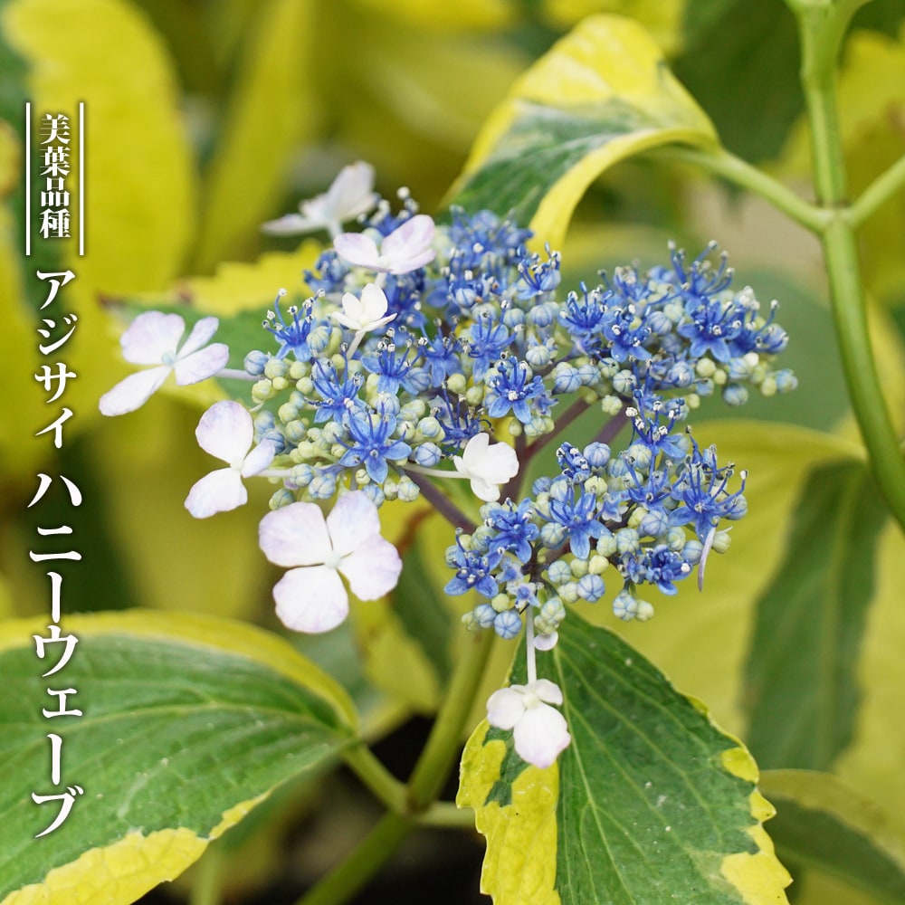 アジサイ ハニーウェーブ 