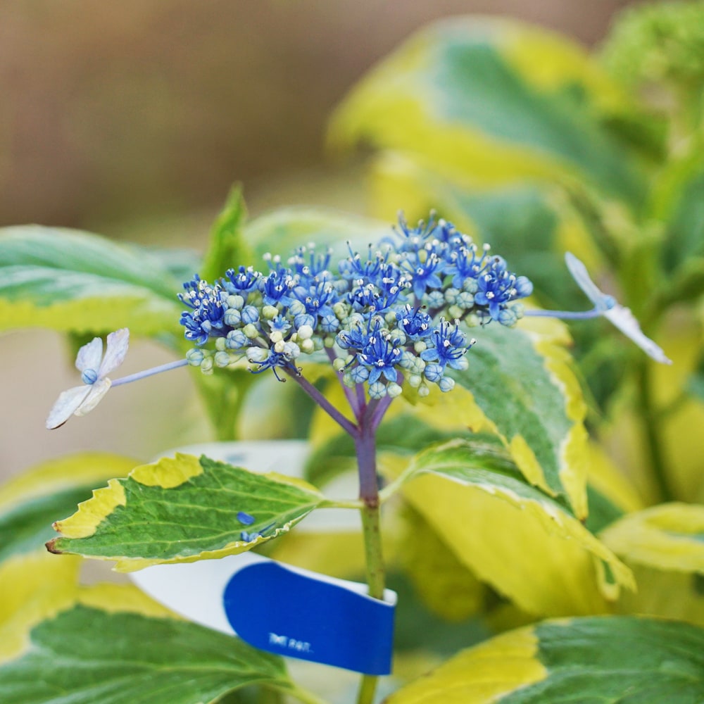 アジサイ ハニーウェーブ 2