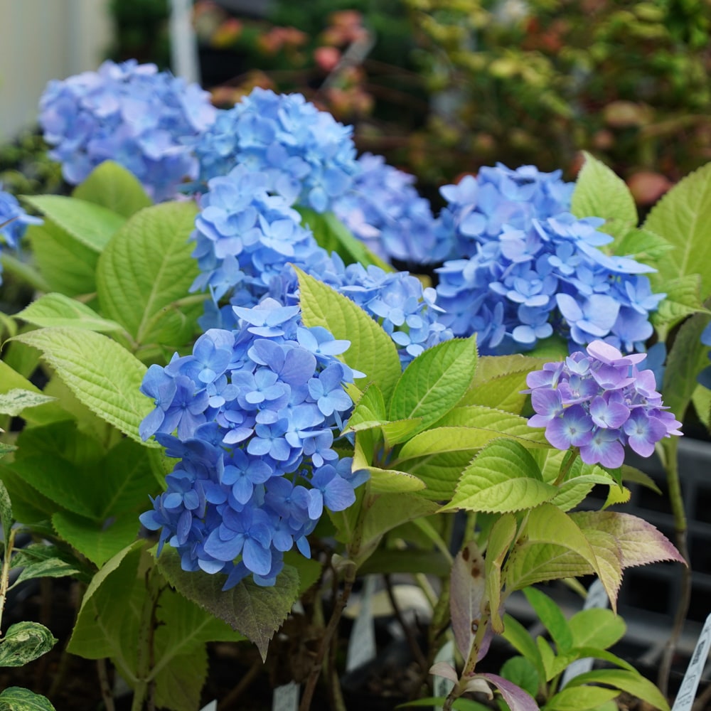 アジサイ 安行四季咲 3