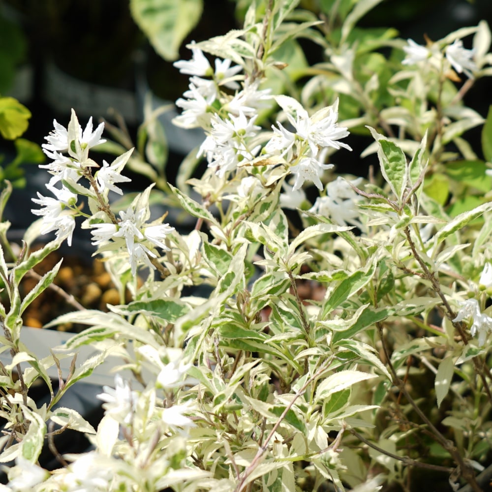 ウツギ 伊勢錦 1