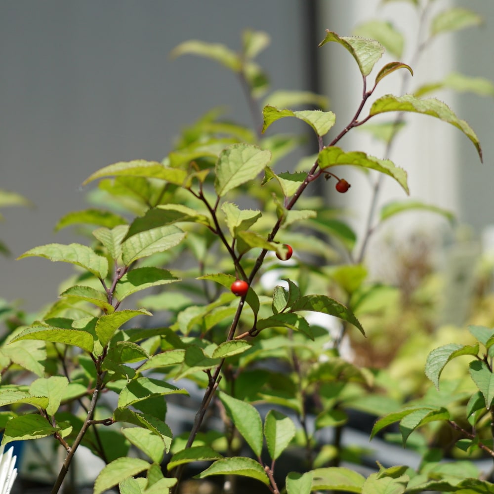 ウメモドキ 風鈴ウメモドキ 1