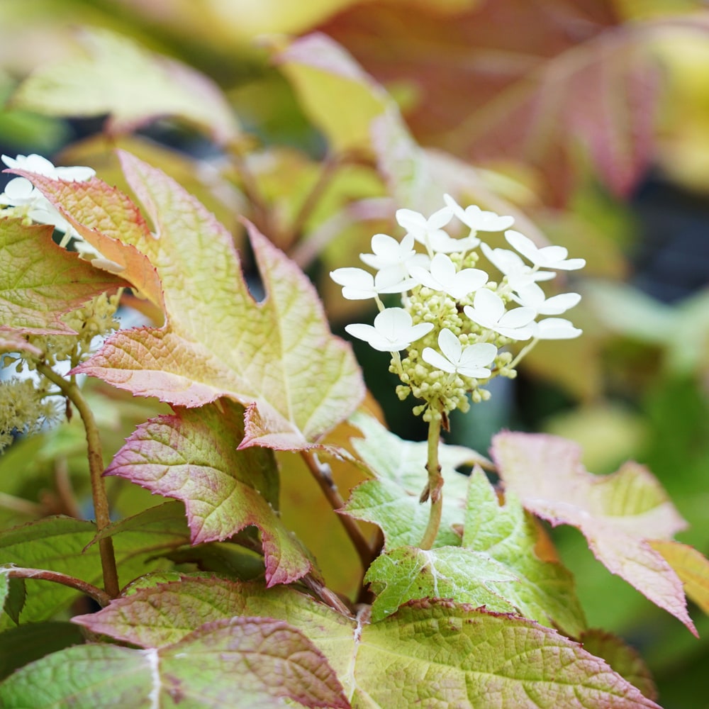 アジサイ ピーウィー 2