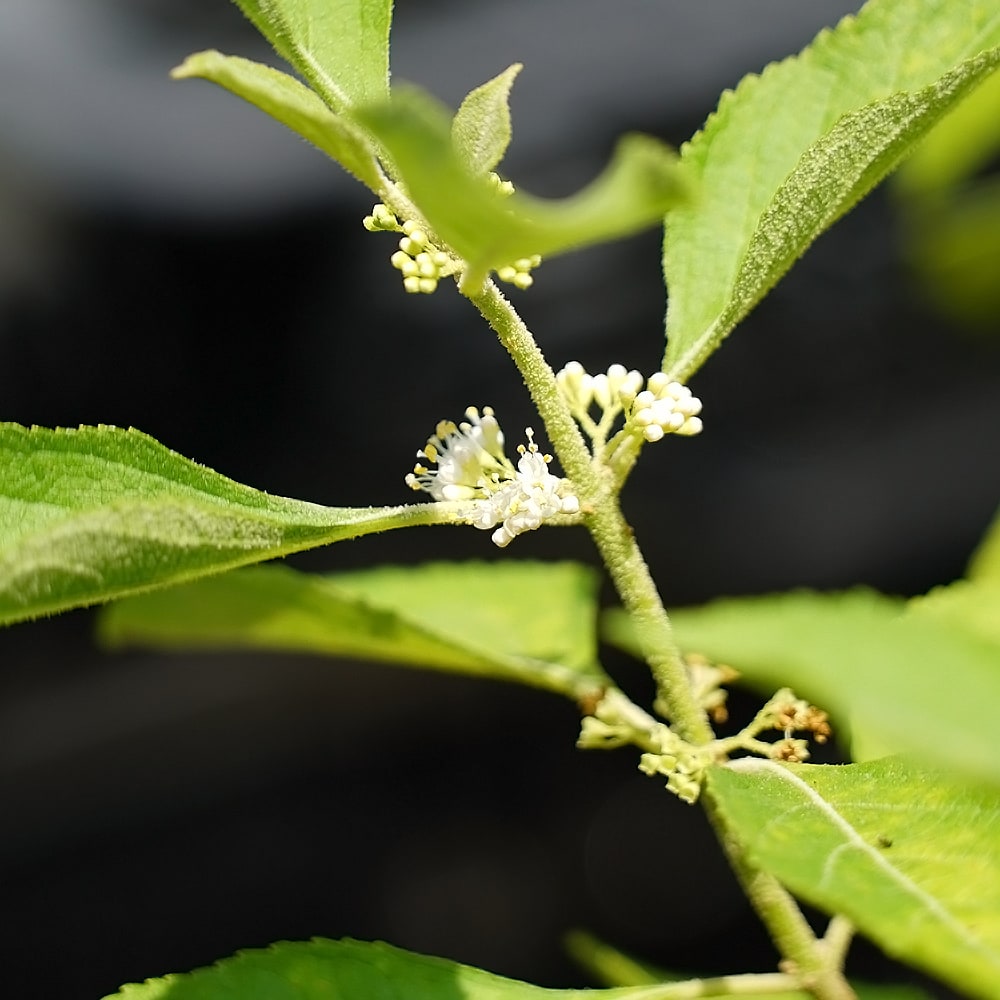 ムラサキシキブ ピンク実 1