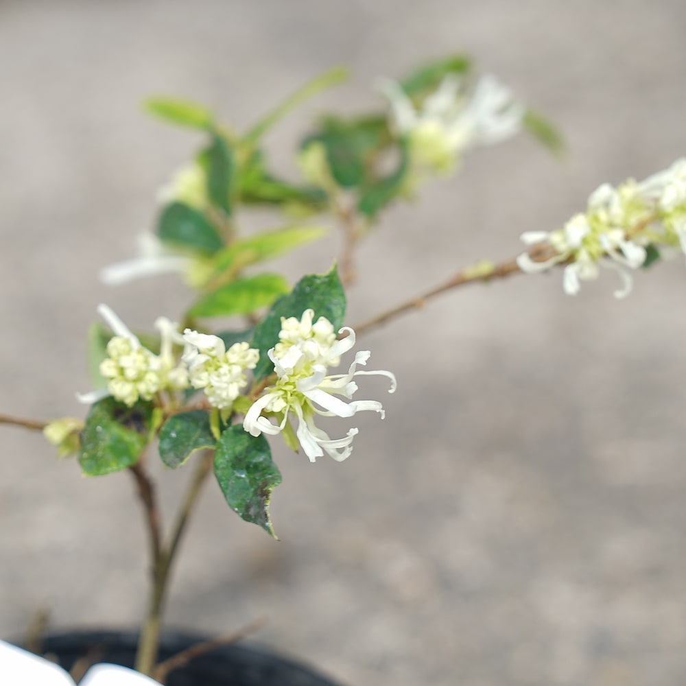 トキワマンサク 緑水 PVP 苗 販売 苗木部 By 花ひろばオンライン