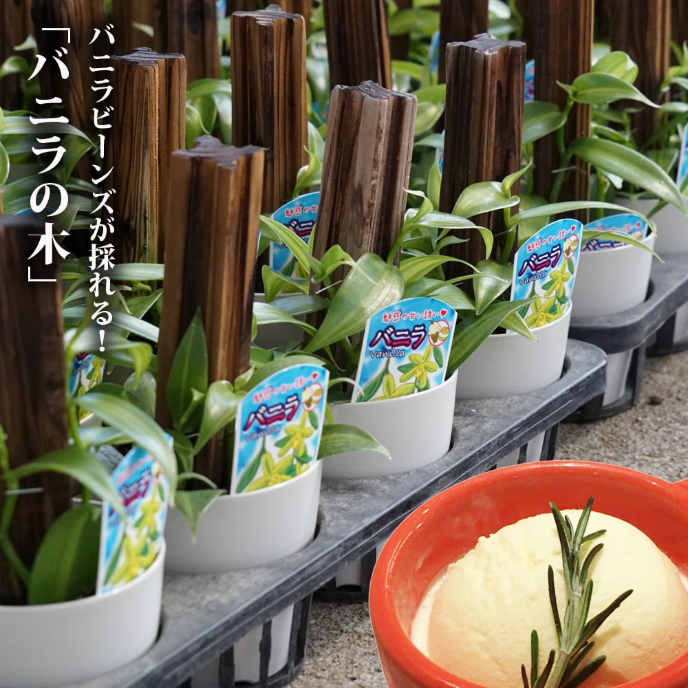 バニラの木  