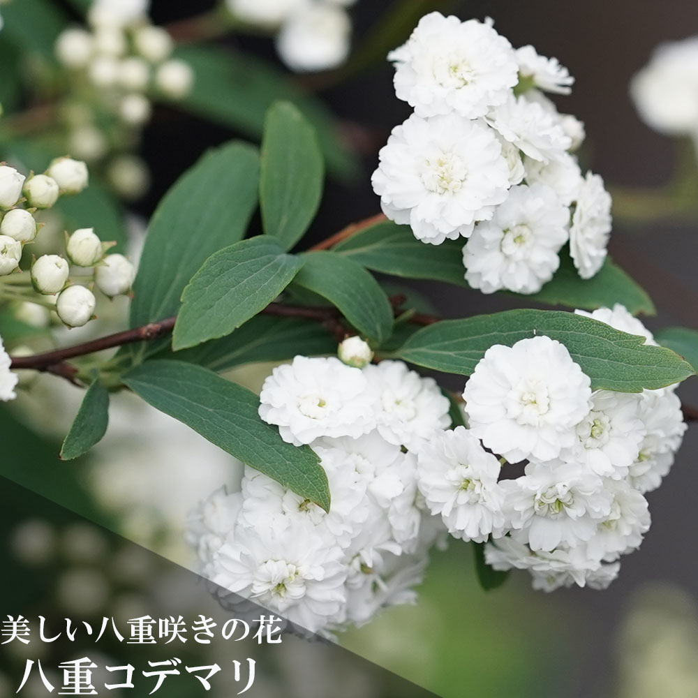 コデマリ 八重 1
