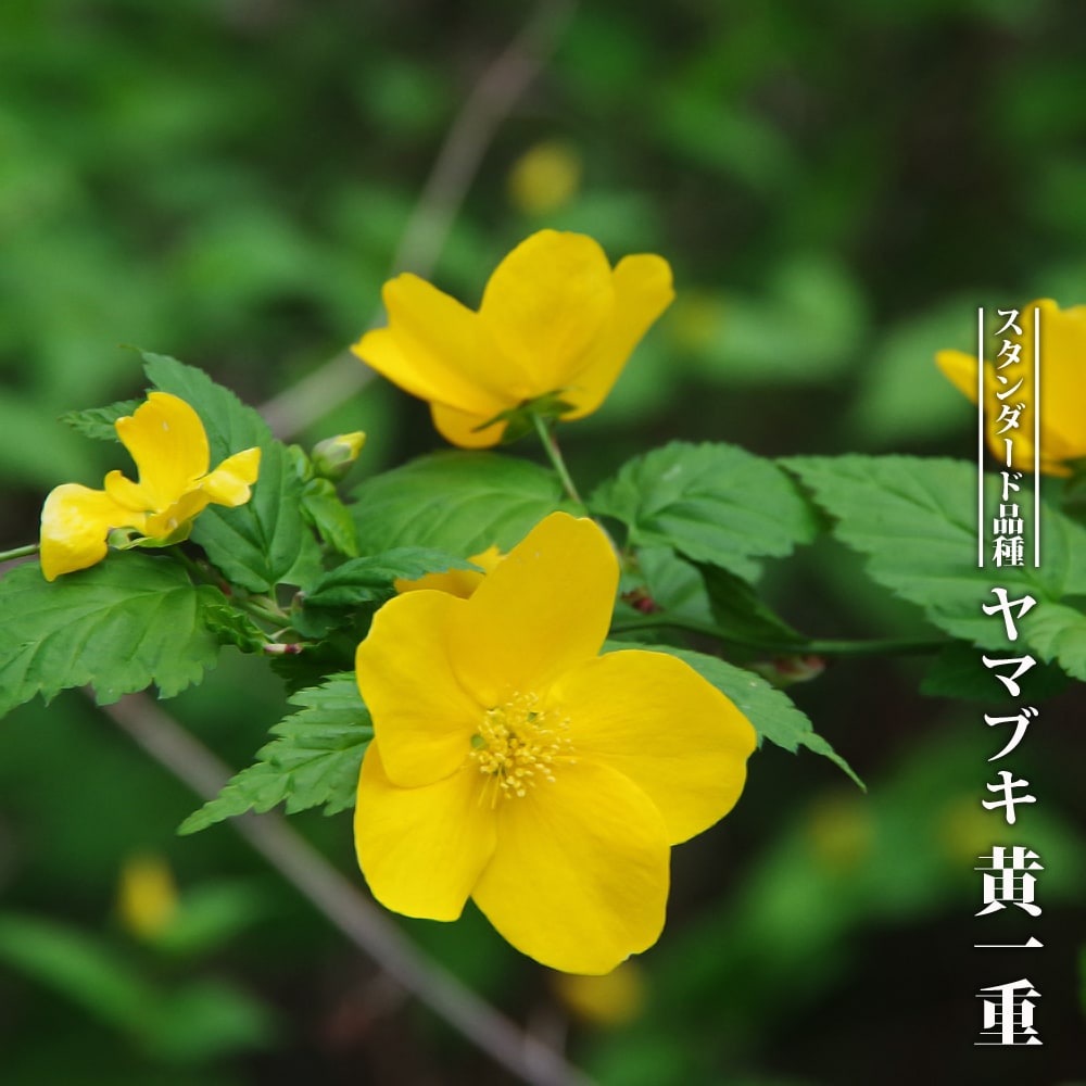 ヤマブキ 黄一重 4
