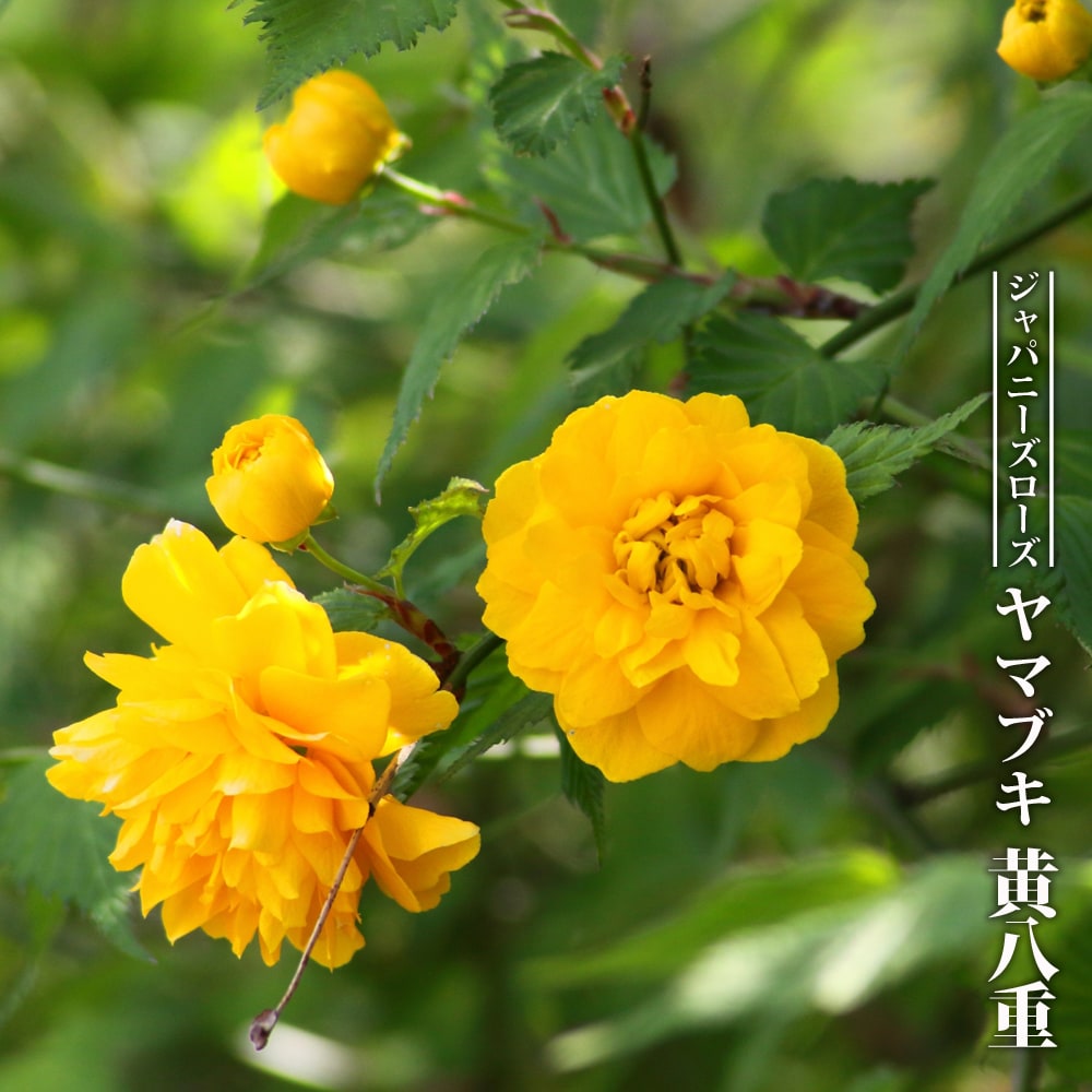 ヤマブキ 黄八重 