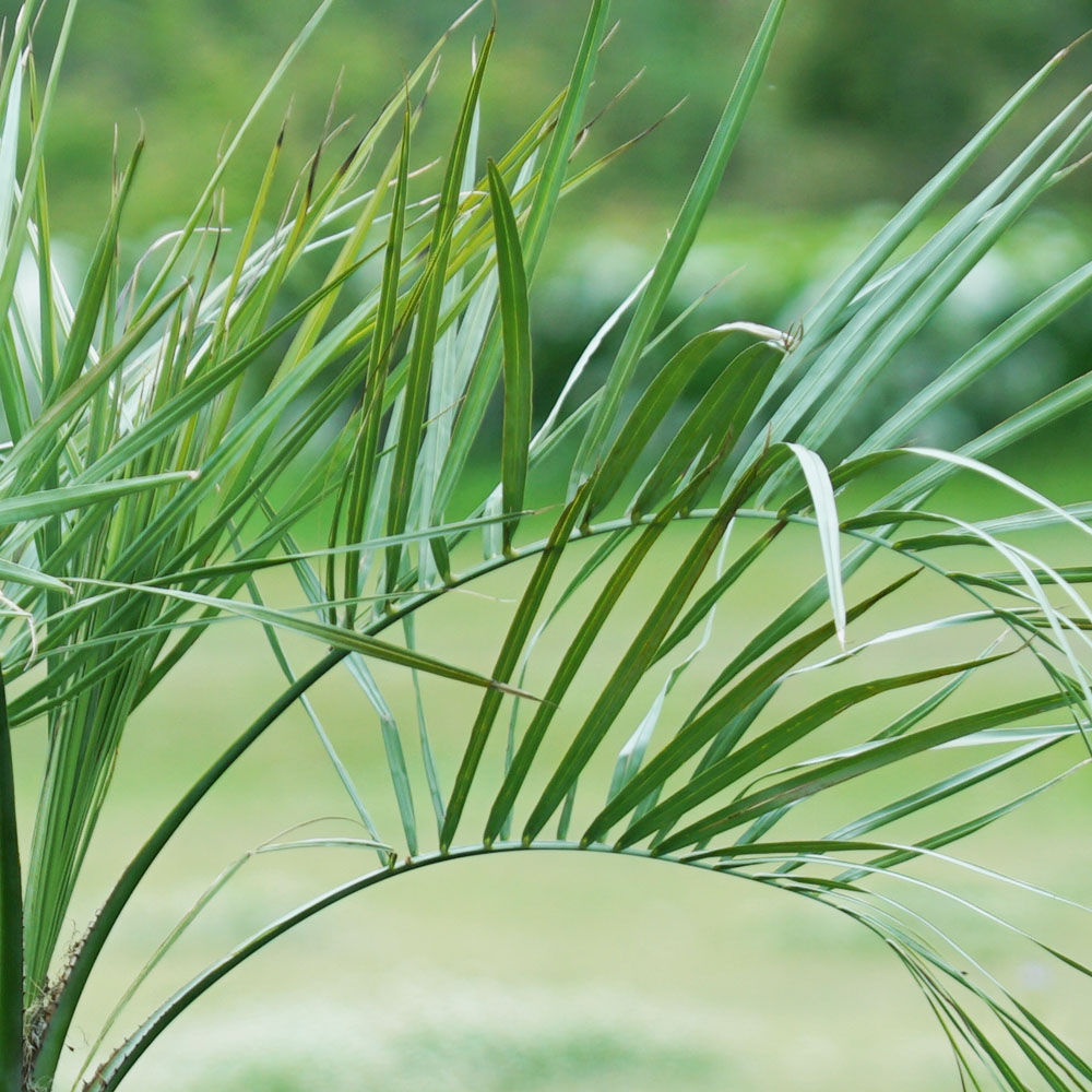 ヤシ ココスヤシ 苗 鉢植え 苗木部 By 花ひろばオンライン