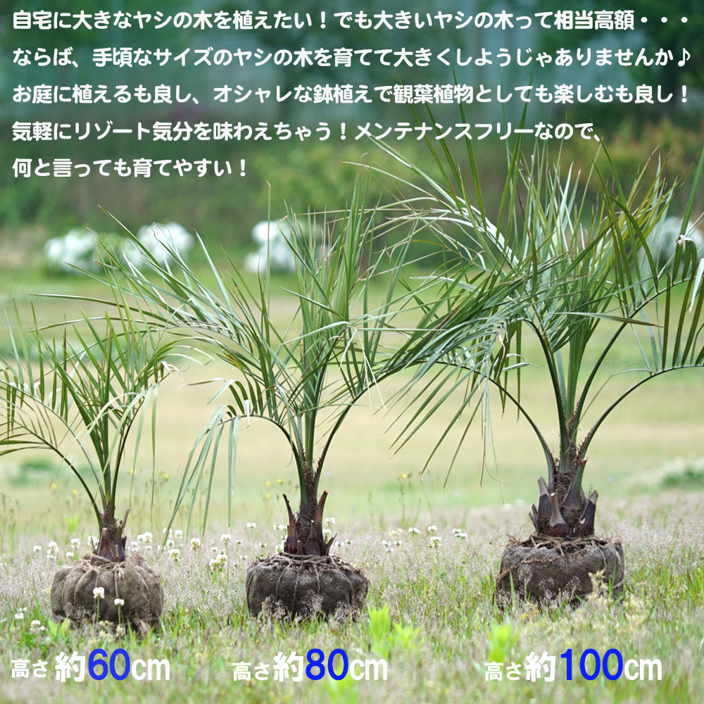 ヤシ ココスヤシ 1