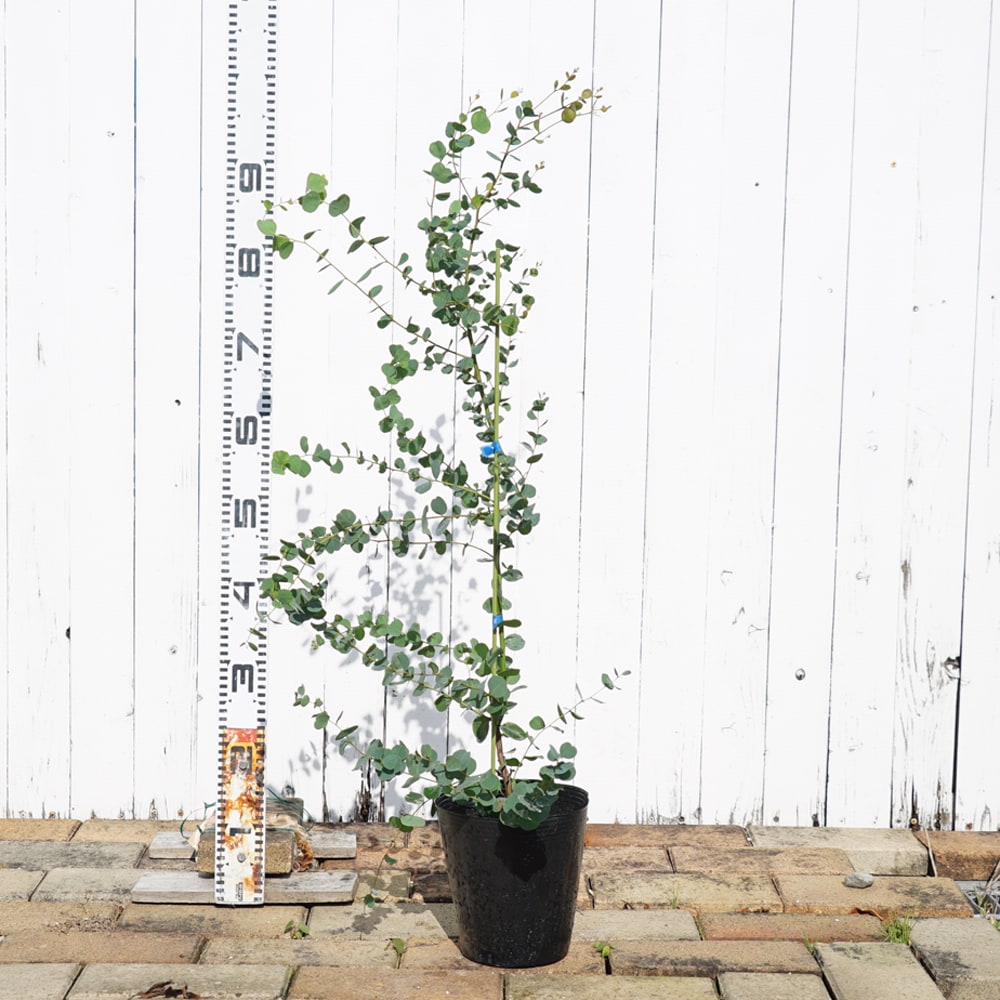 ユーカリ ディシペンス 1