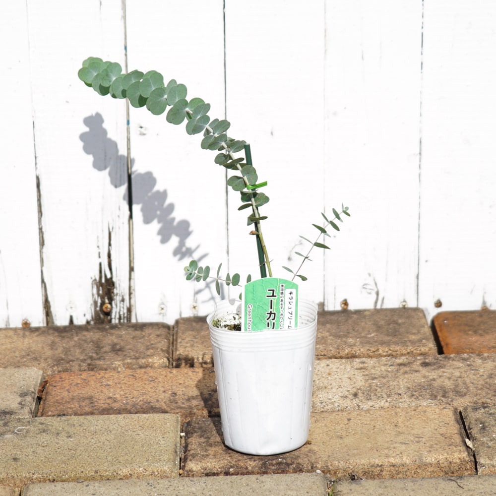 ユーカリ キラシュプリーム 1