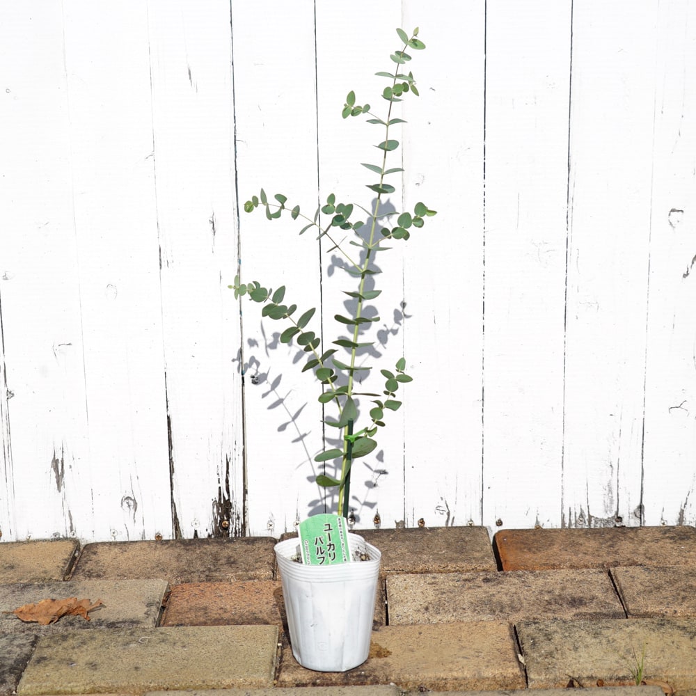 ユーカリ パルプラ 1