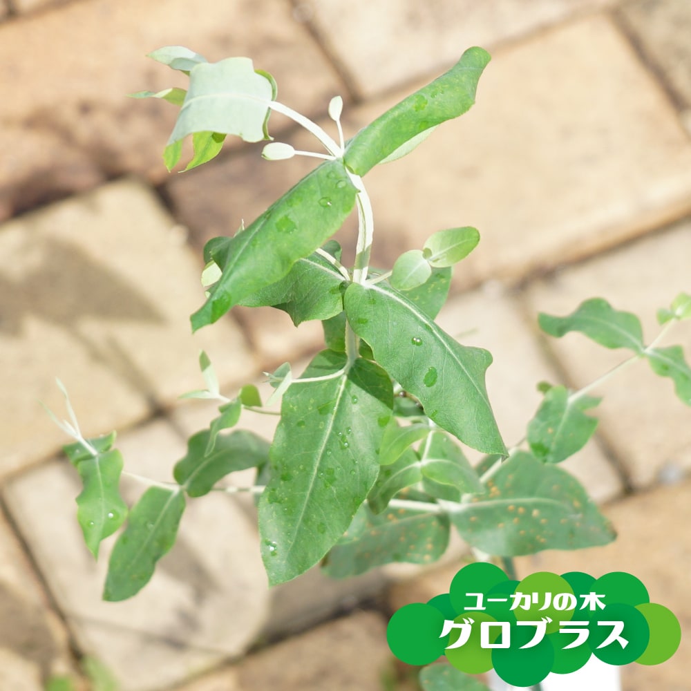 ユーカリの木 【グロブラス】 3号ポット苗 | 苗木部 本店 By 花ひろば