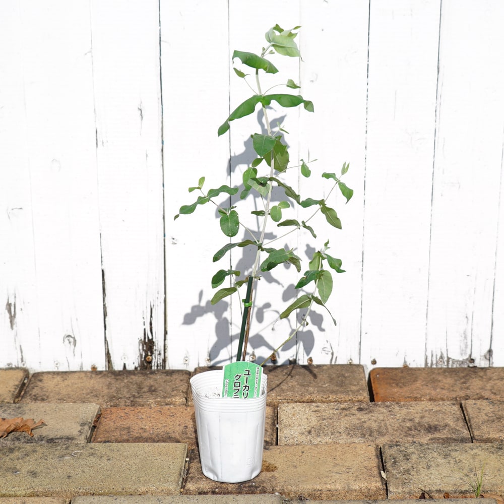 ユーカリの木 【グロブラス】 3号ポット苗 | 苗木部 本店 By 花ひろば