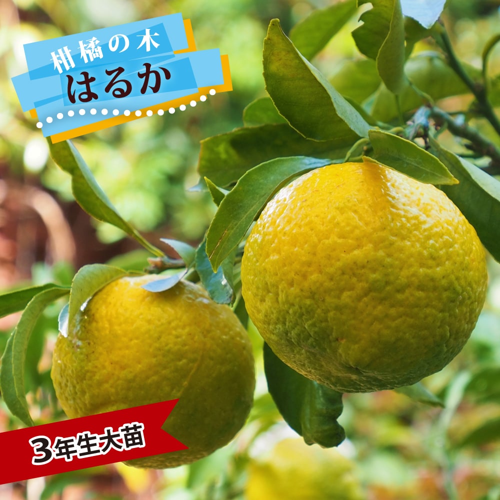 柑橘 はるか 