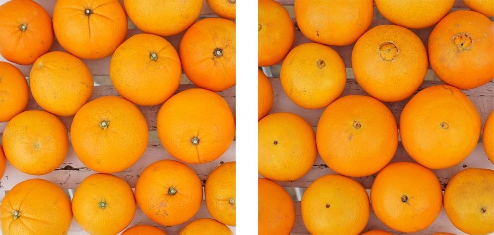 柑橘 ネーブルオレンジ 2