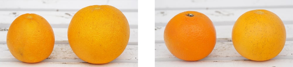 柑橘 ネーブルオレンジ 4