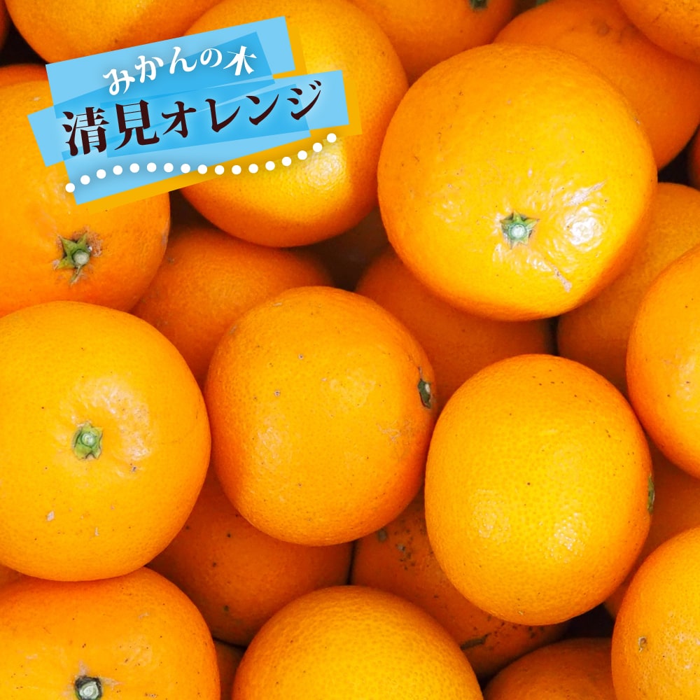 清見オレンジ タンゴール 苗 おすすめ 苗木部 By 花ひろばオンライン