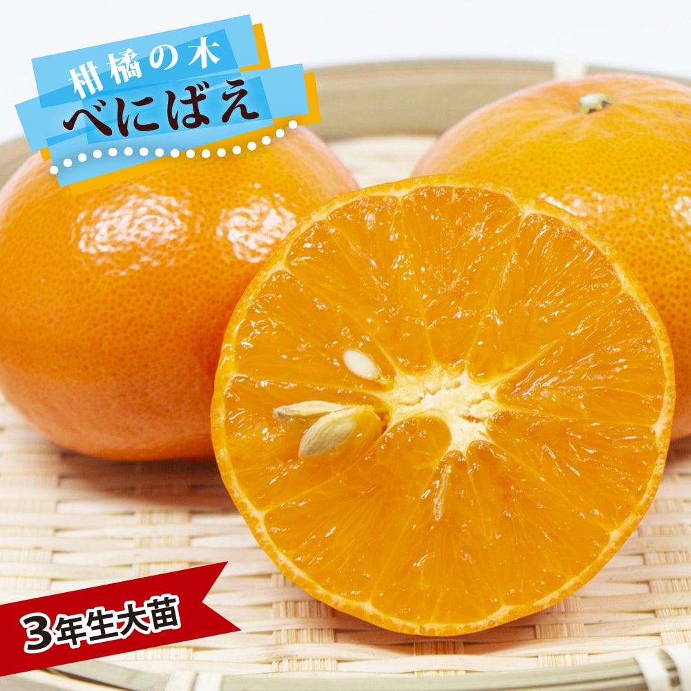 柑橘 べにばえ 