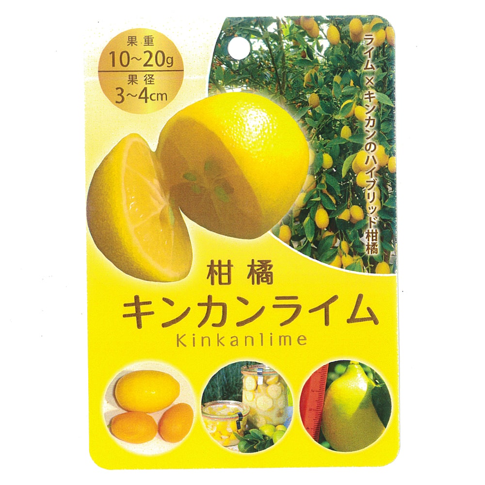柑橘 ライム キンカンライム 苗 通販 苗木部 By 花ひろばオンライン