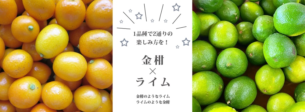 柑橘 キンカンライム 1