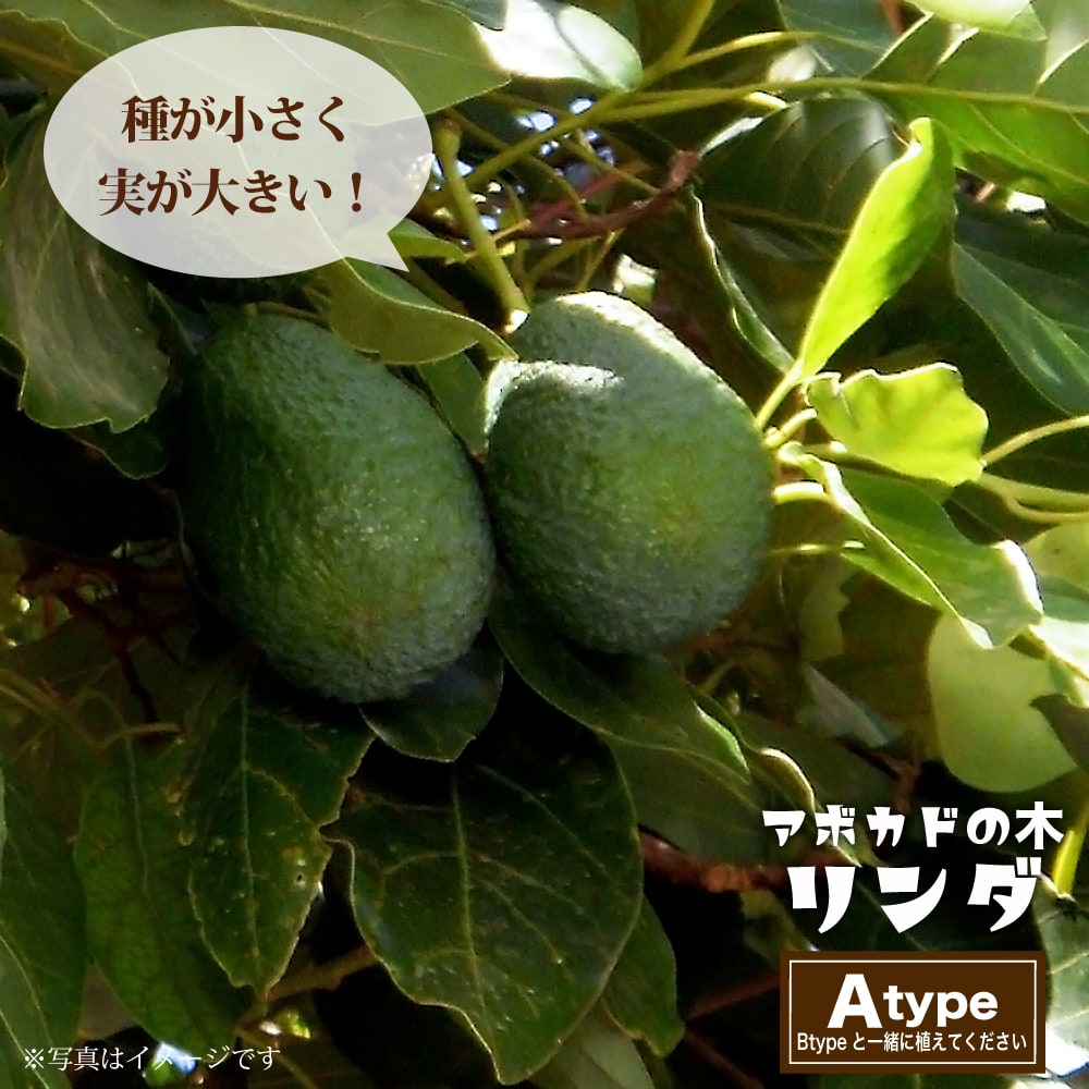 アボカド リンダ 