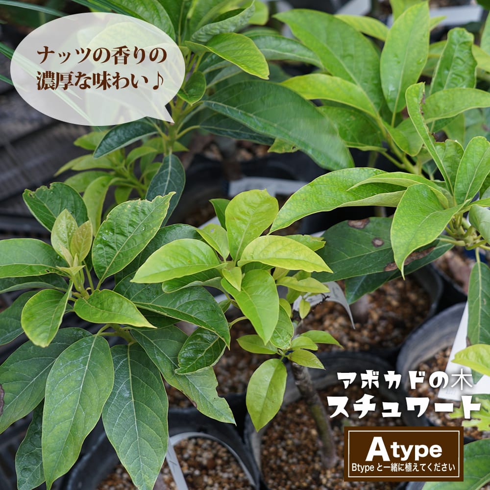 アボカド スチュワート 