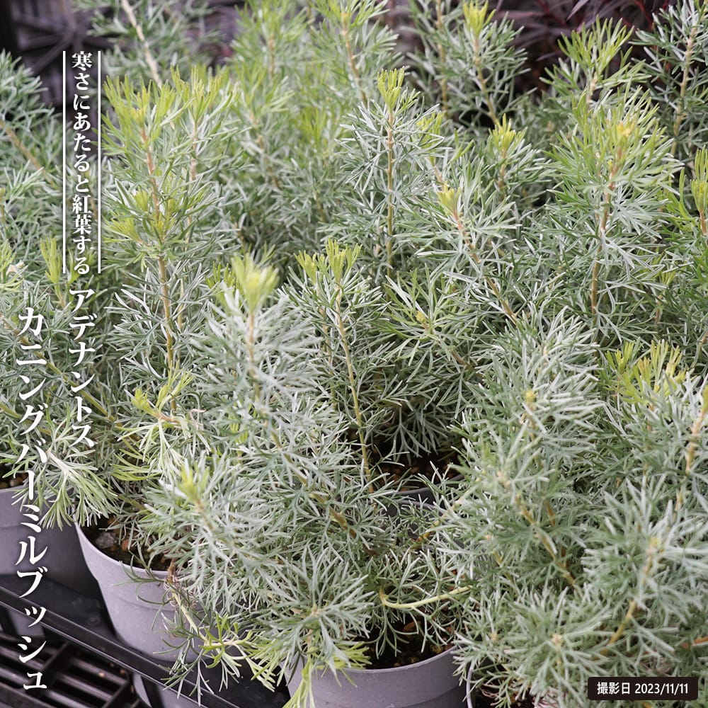 アデナンサス カニングハーミルブッシュ 