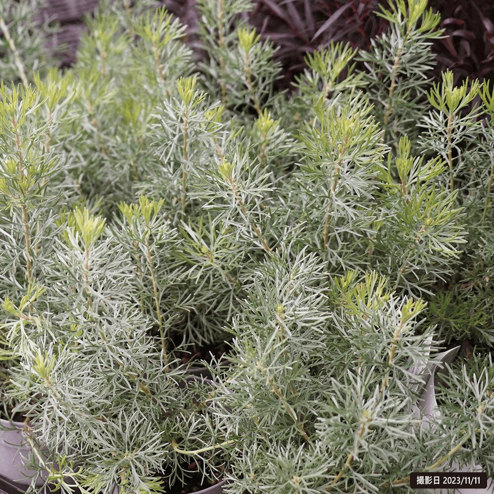 アデナンサス カニングハーミルブッシュ 1