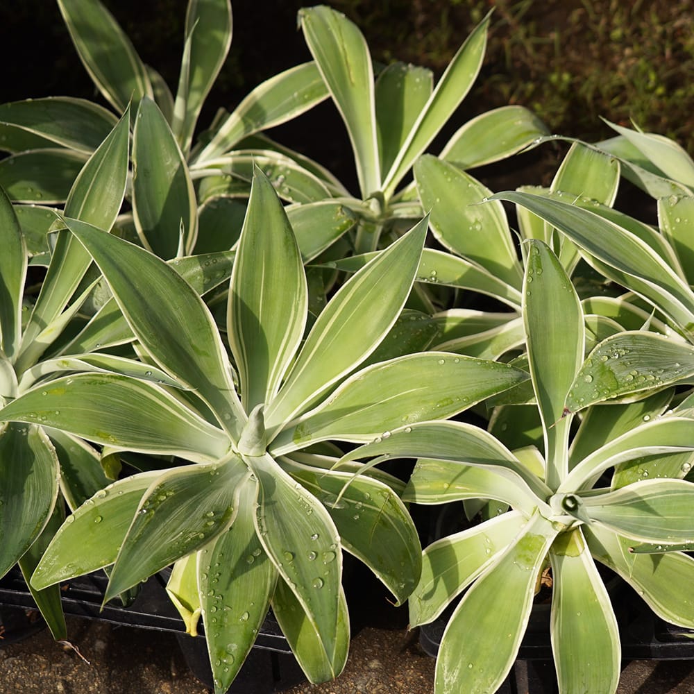 リュウゼツラン アテナータ レイオブライト 1