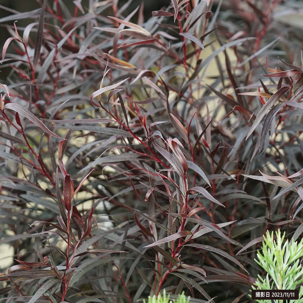 アゴニス ブラックテール 1