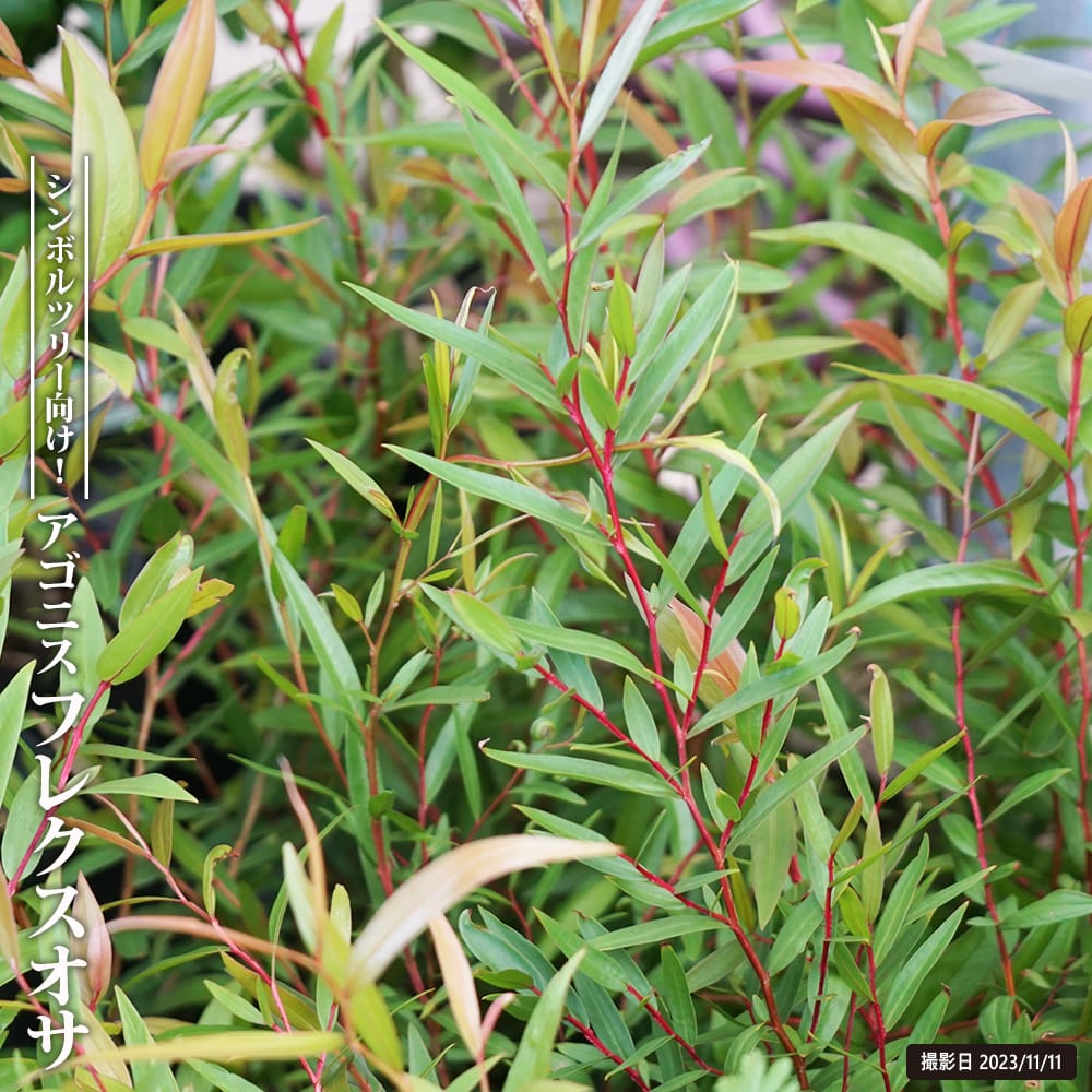 アゴニス フレクスオサ 