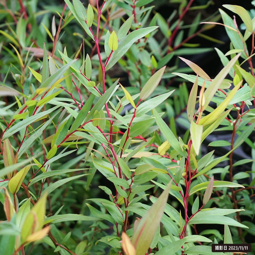アデナンサス カニングハーミルブッシュ 1