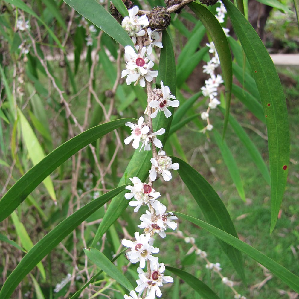 アゴニス フレクスオサ 2