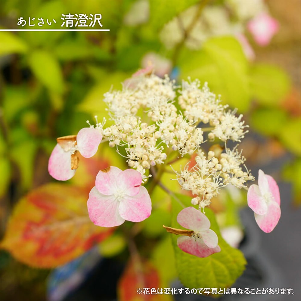 アジサイ 清澄沢 