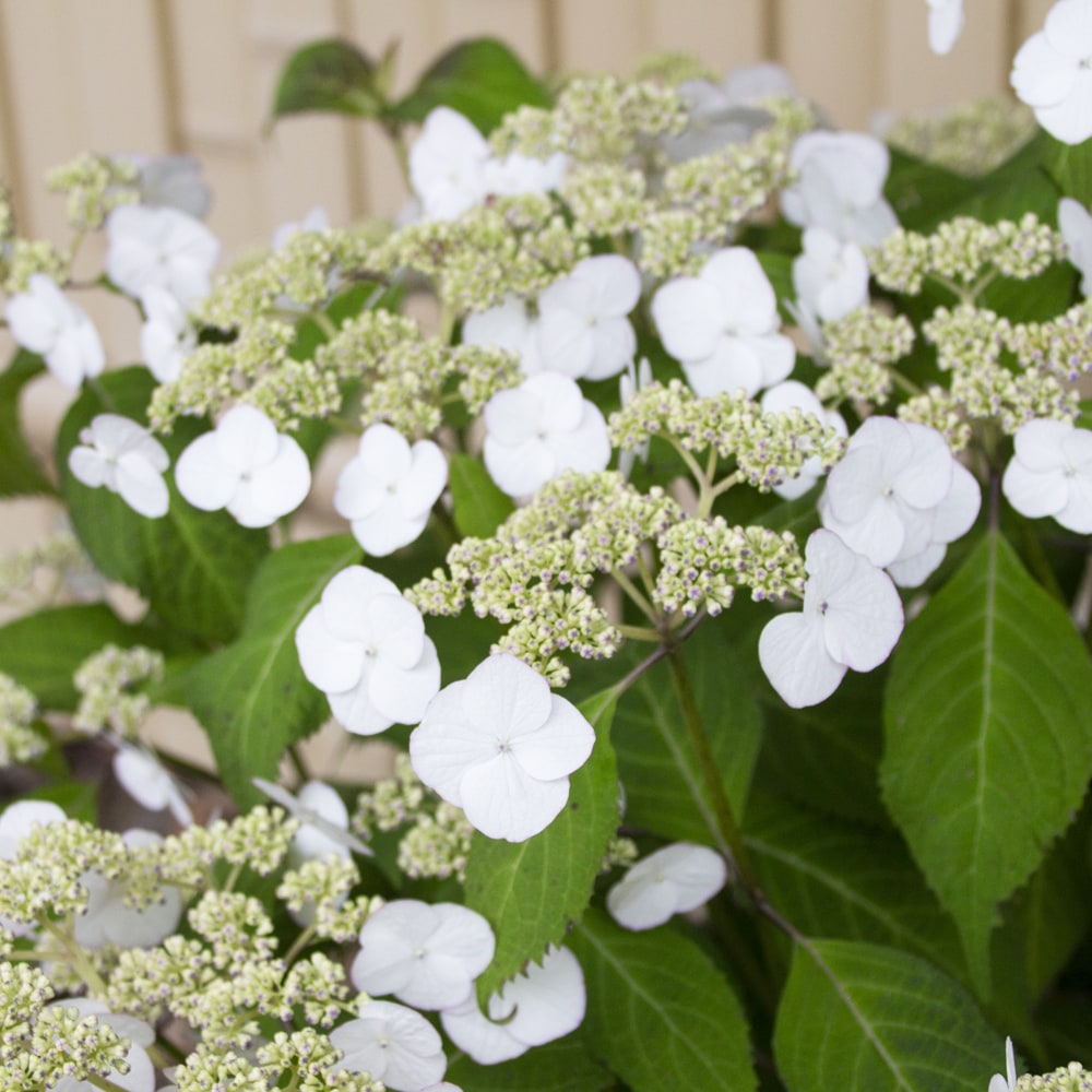 アジサイ 清澄沢 3