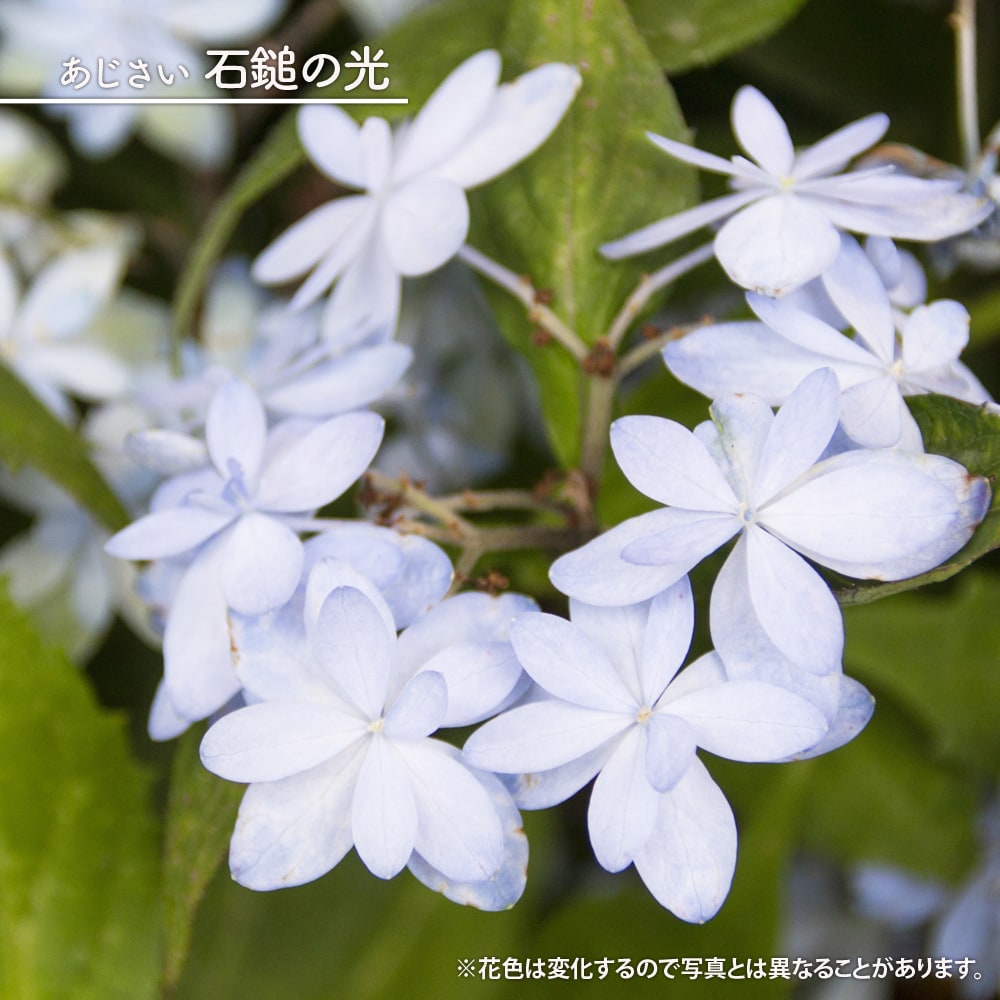 ヤマアジサイ 石鎚の光 苗 販売 苗木部 By 花ひろばオンライン