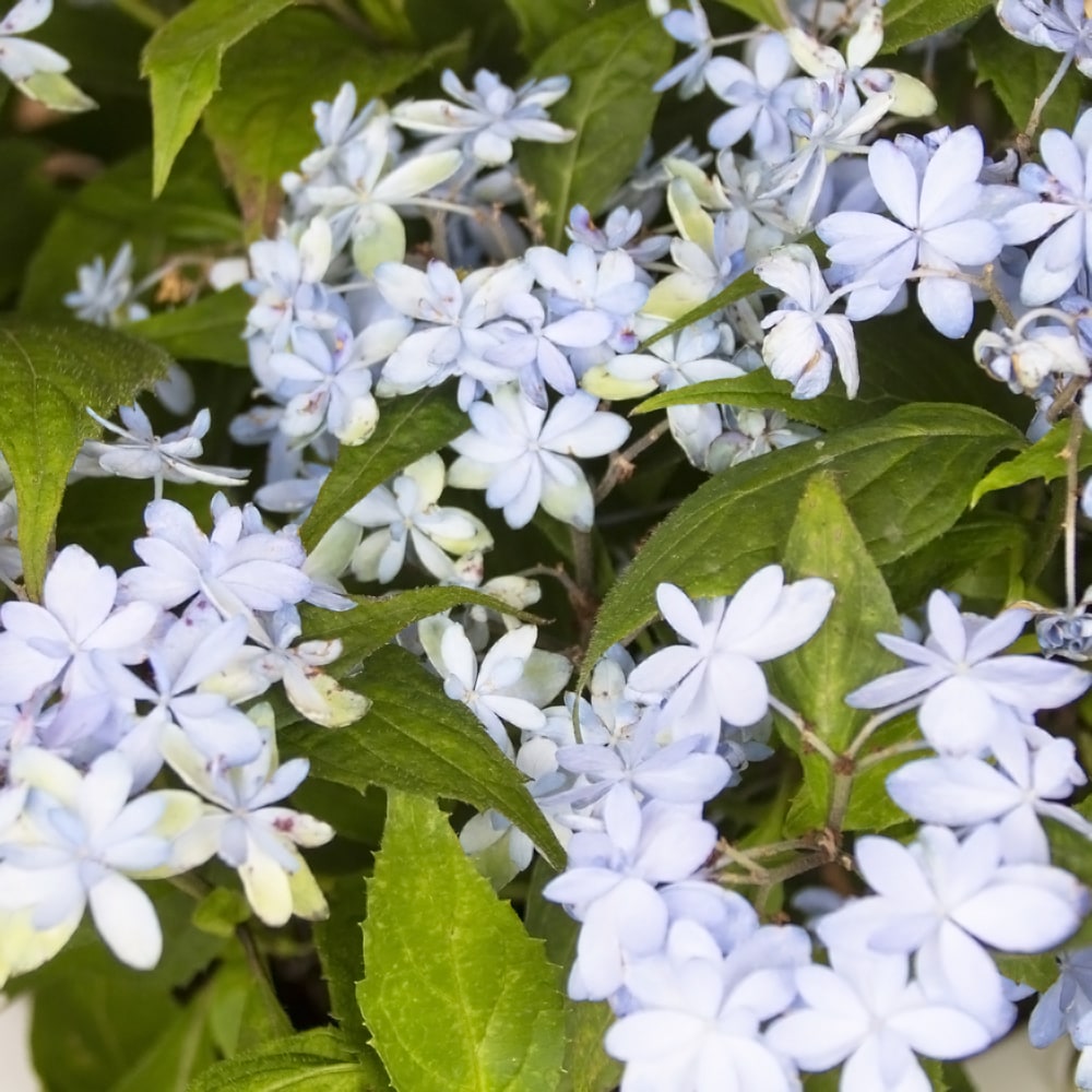 ヤマアジサイ 石鎚の光 苗 販売 苗木部 By 花ひろばオンライン