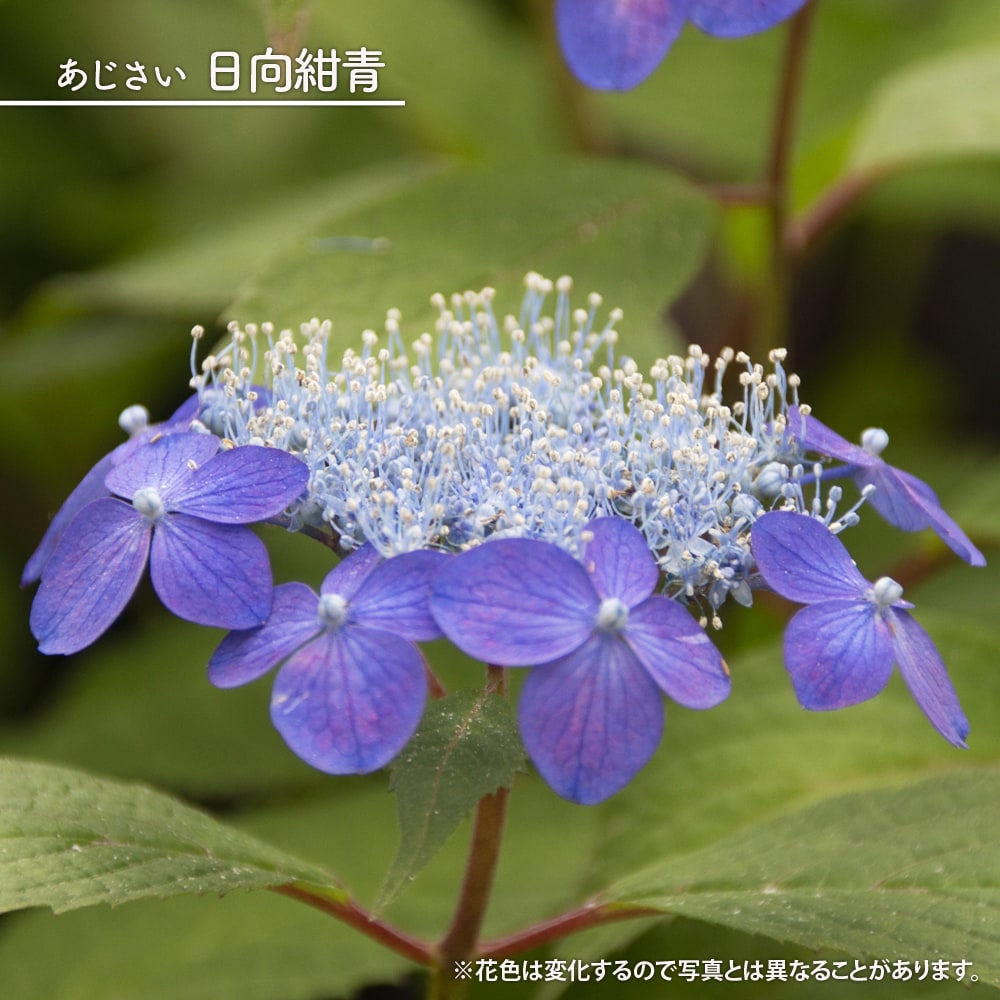 アジサイ 日向紺青 