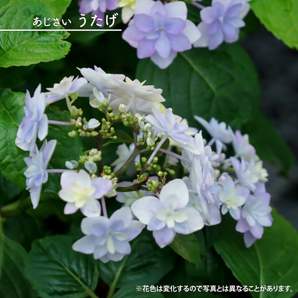 アジサイ うたげ 